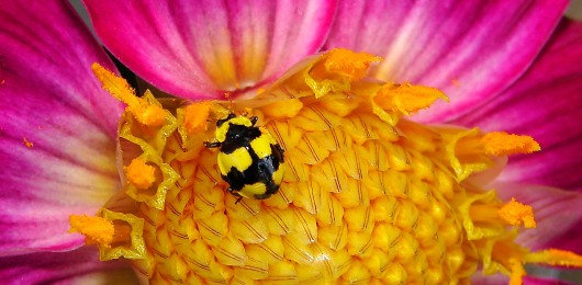 LadyBug LadyBug